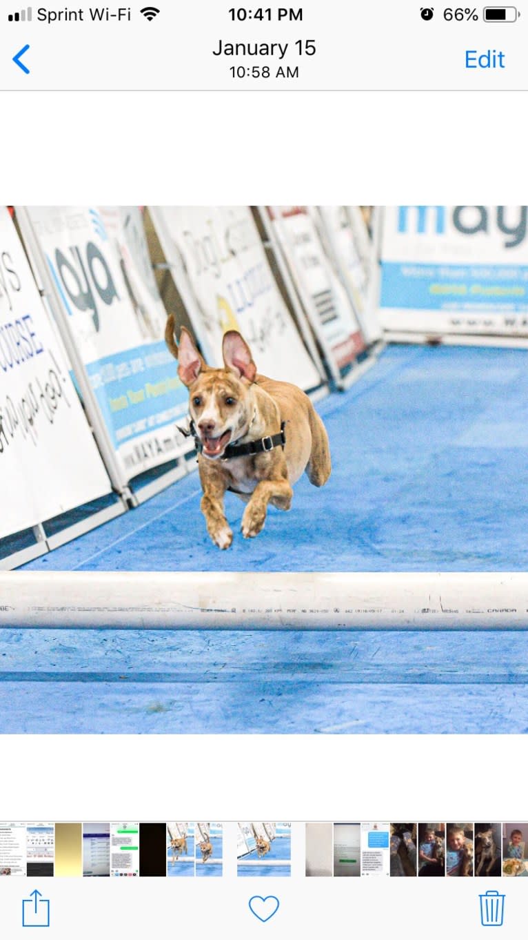 Dodger, a Mountain Cur tested with EmbarkVet.com