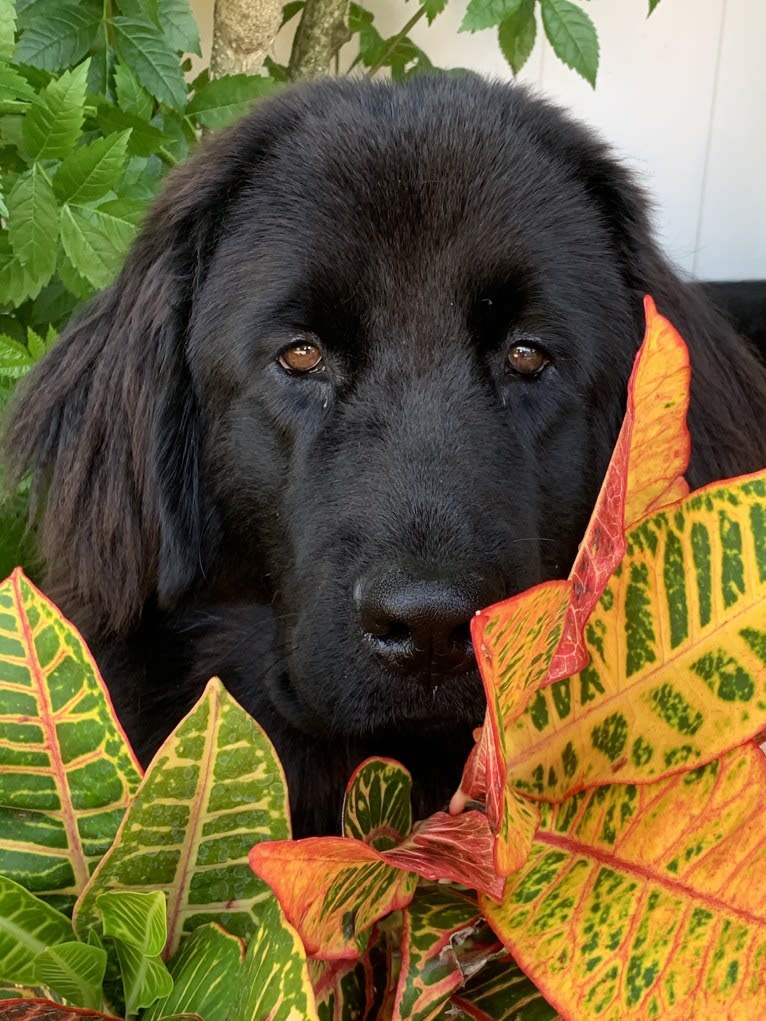 paisley patton, a Newfoundland tested with EmbarkVet.com