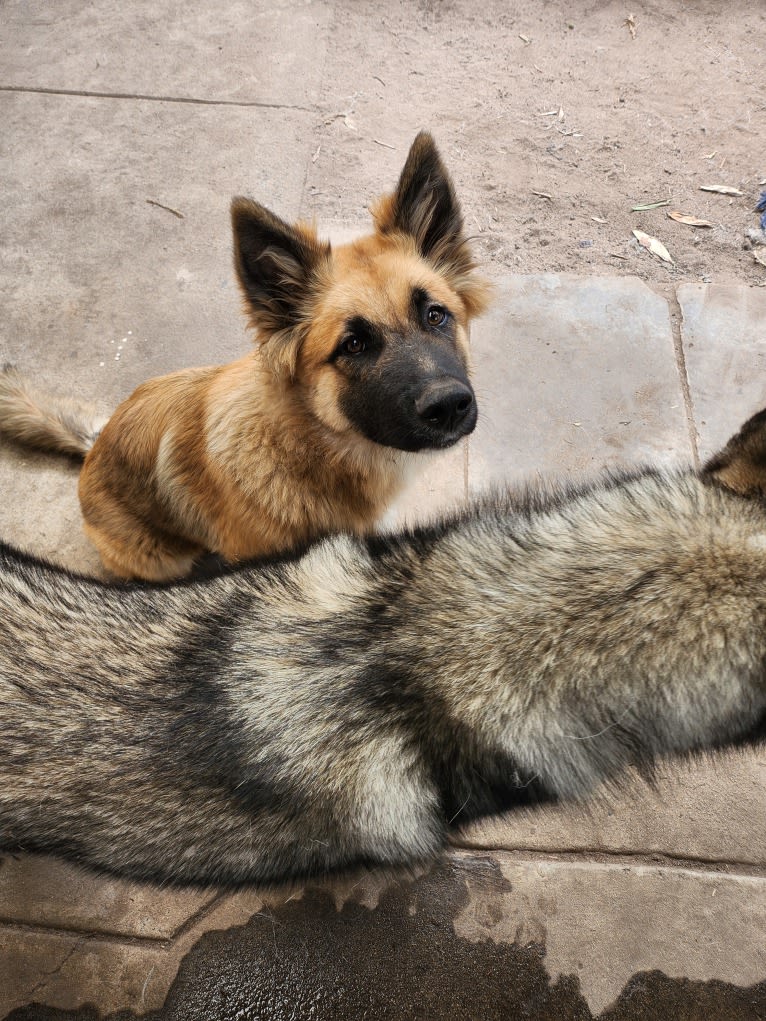 Tinos, a German Shepherd Dog and Alaskan Malamute mix tested with EmbarkVet.com