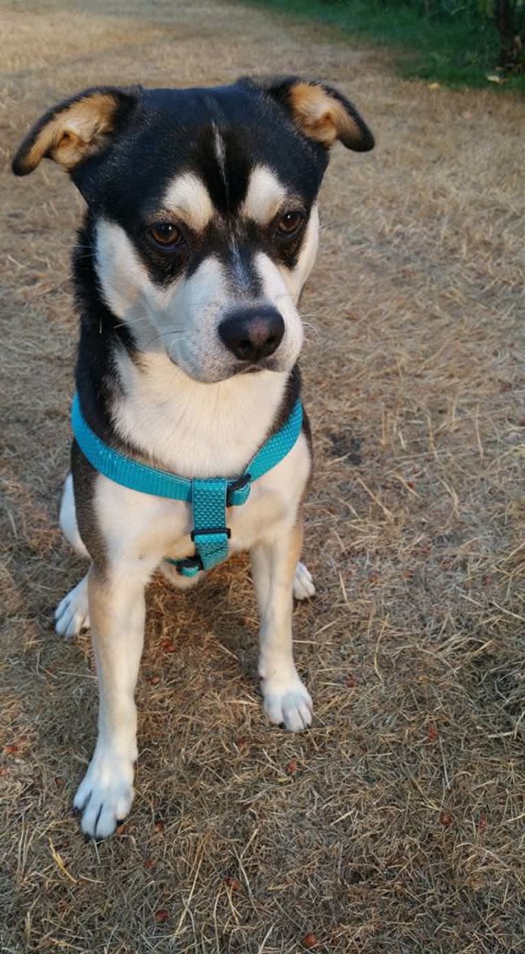 Leo, an Australian Cattle Dog and French Bulldog mix tested with EmbarkVet.com