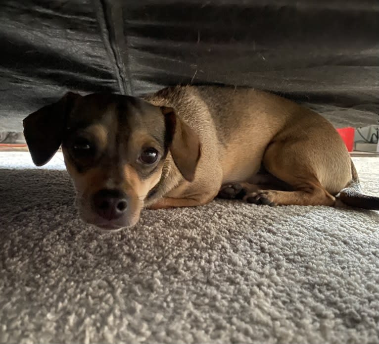 Milo, a Chihuahua and Rat Terrier mix tested with EmbarkVet.com