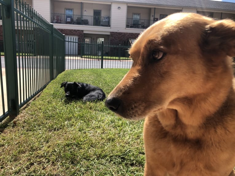 Rambo, a Labrador Retriever and Golden Retriever mix tested with EmbarkVet.com