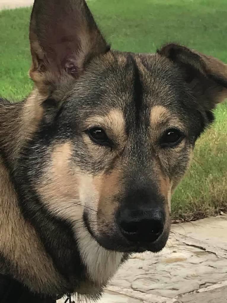 Phoenix, a Chinook and German Shepherd Dog mix tested with EmbarkVet.com