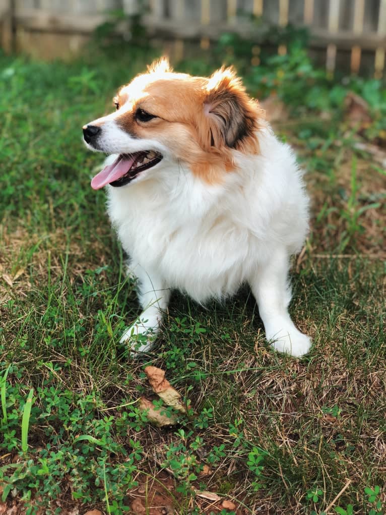 Mary Jane, a Pomeranian and Russell-type Terrier mix tested with EmbarkVet.com
