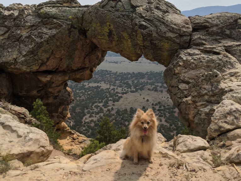 Luther, a Pomeranian tested with EmbarkVet.com