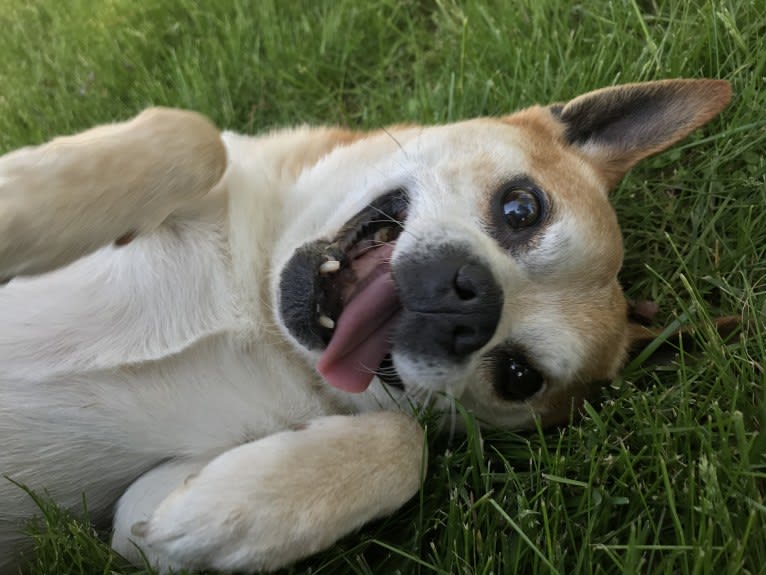 Frankie, a Chihuahua and Miniature Pinscher mix tested with EmbarkVet.com