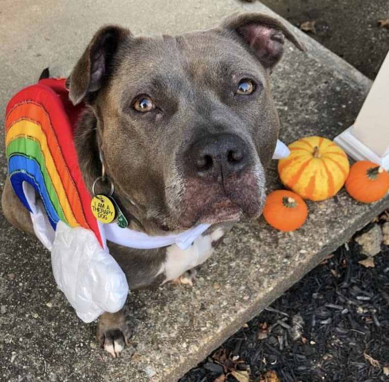 Raven, an American Pit Bull Terrier and American Staffordshire Terrier mix tested with EmbarkVet.com