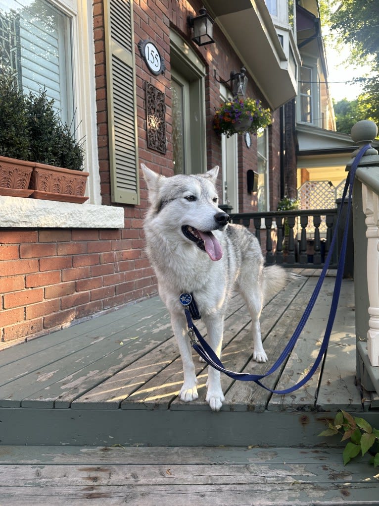 Luna Lovegood, an Alaskan Malamute and Siberian Husky mix tested with EmbarkVet.com
