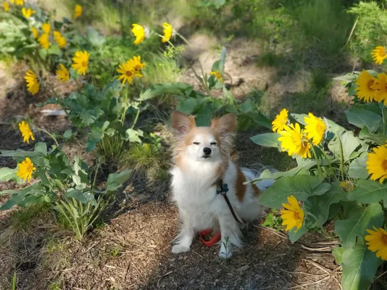 Rusko, a Papillon tested with EmbarkVet.com