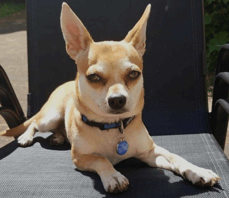 JOE, a Chihuahua and Yorkshire Terrier mix tested with EmbarkVet.com