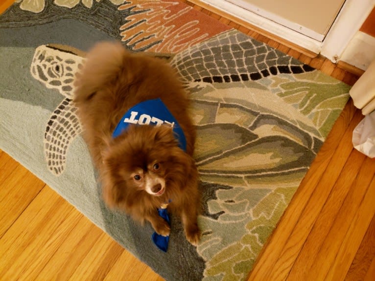 Brownie, a Pomeranian tested with EmbarkVet.com