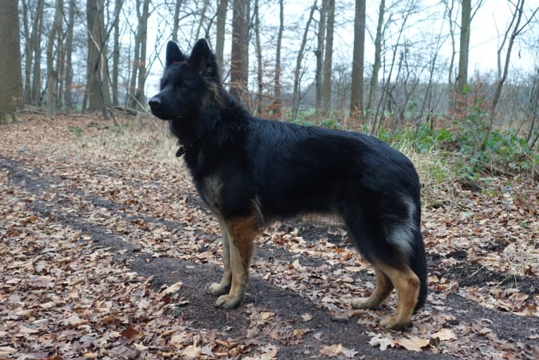 Jacobshoeves Belle-Quinn, a German Shepherd Dog tested with EmbarkVet.com
