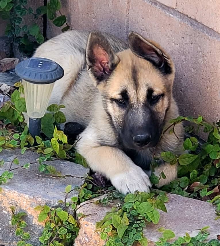 Ripley, a Belgian Malinois and Siberian Husky mix tested with EmbarkVet.com