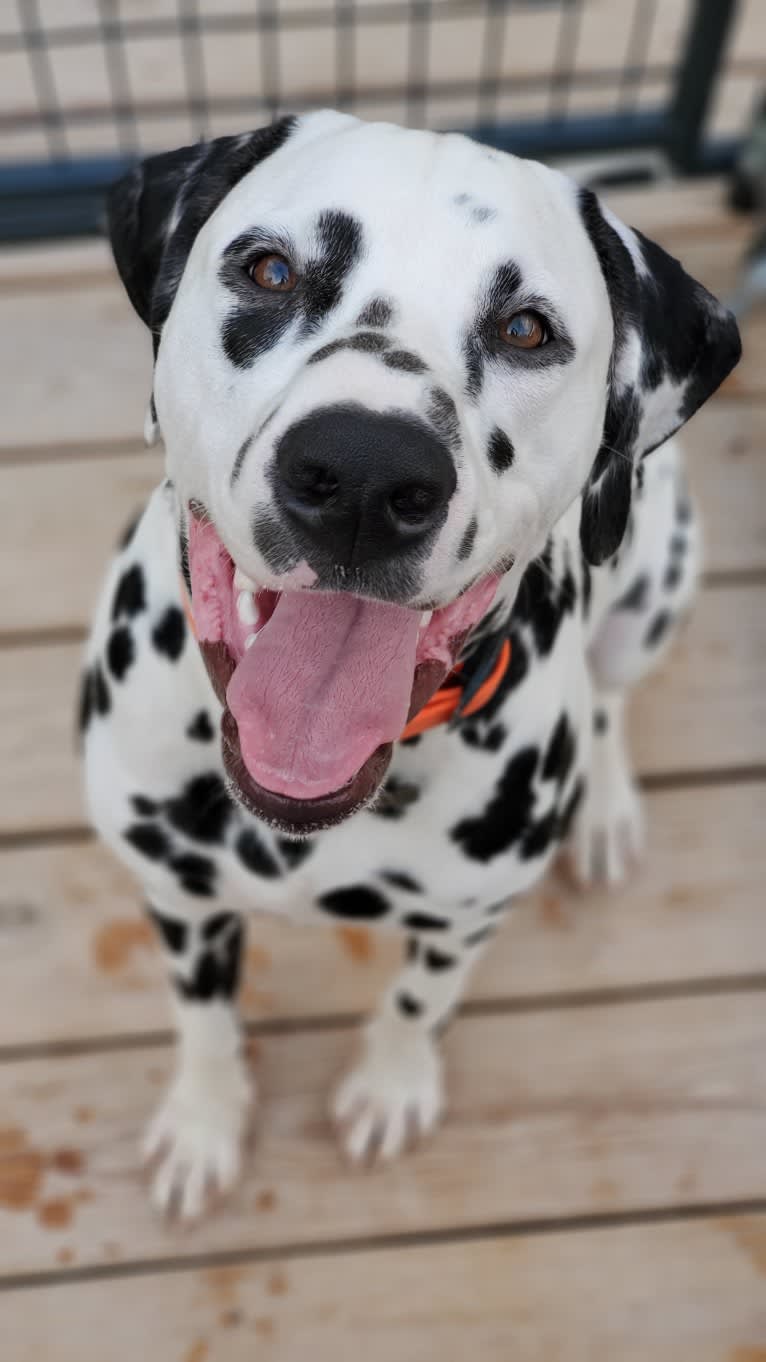 Wrangler, a Dalmatian tested with EmbarkVet.com