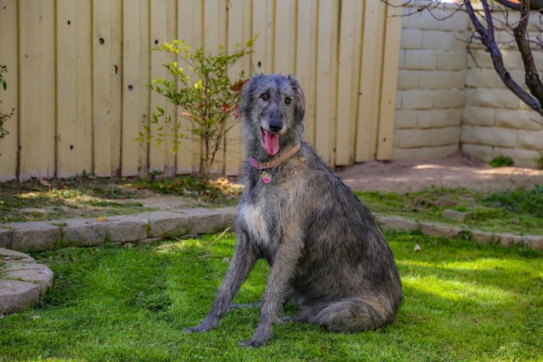 Medb, an Irish Wolfhound tested with EmbarkVet.com