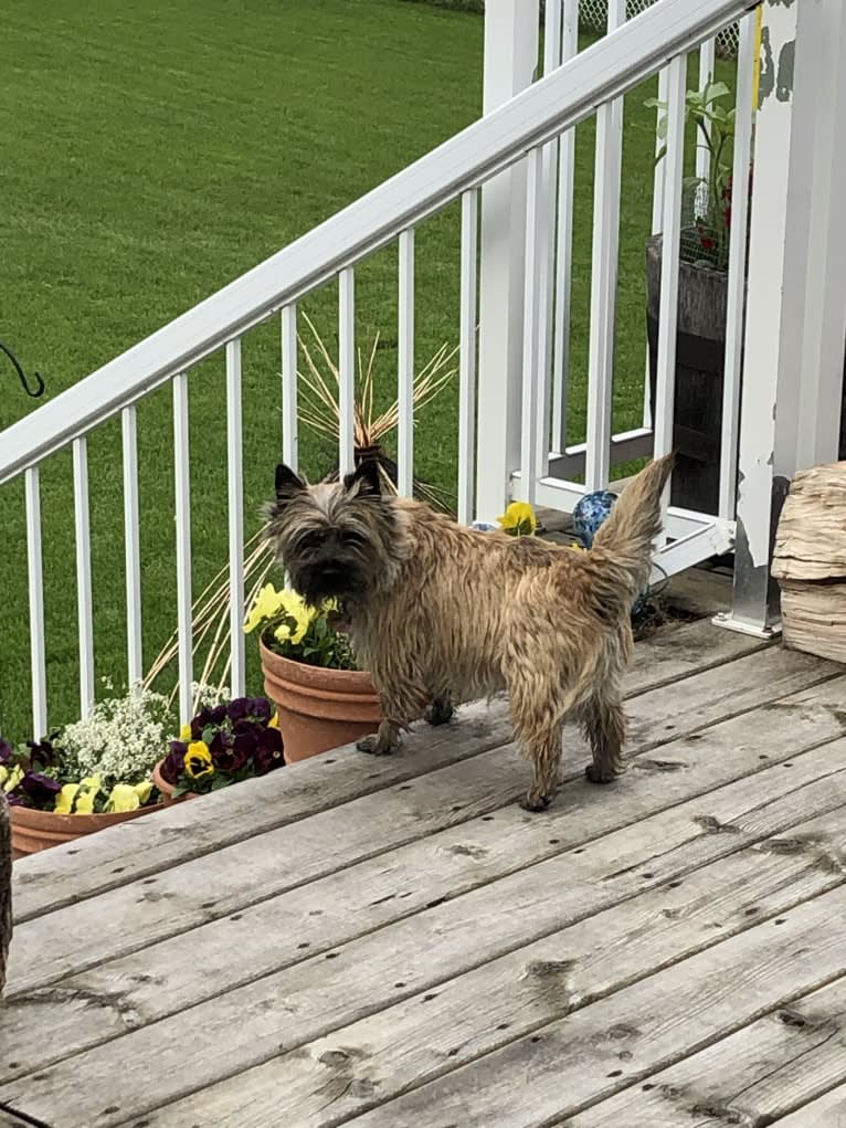 Princess Gracie Mae of Cairn Terrier Creek, a Cairn Terrier tested with EmbarkVet.com