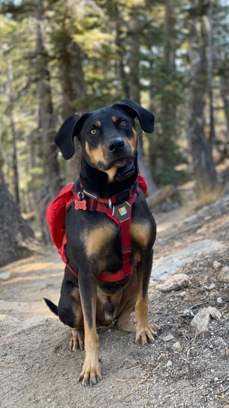 Cooper, a Treeing Walker Coonhound and Labrador Retriever mix tested with EmbarkVet.com