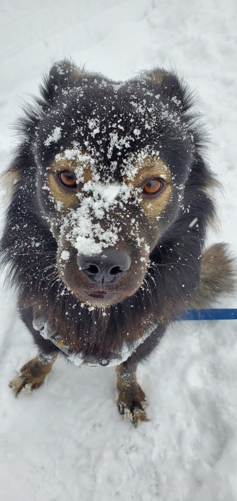 Bodhi, a Japanese or Korean Village Dog and Shiba Inu mix tested with EmbarkVet.com