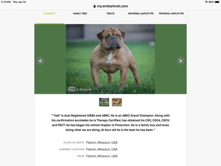 Garth, an Olde English Bulldogge tested with EmbarkVet.com