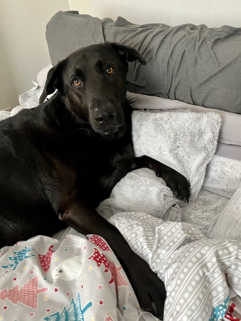 Reggie, a German Shepherd Dog and Chinese Shar-Pei mix tested with EmbarkVet.com