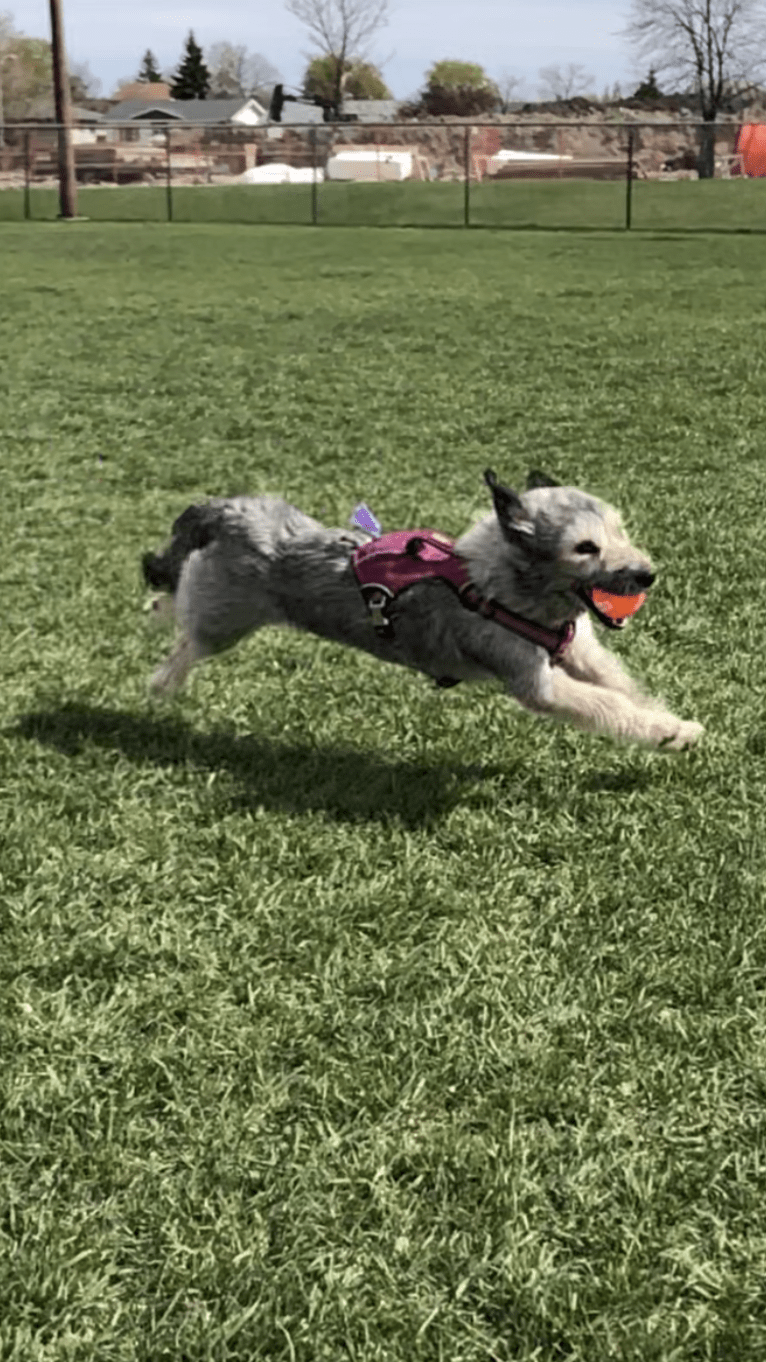 Dory, a Siberian Husky and Poodle (Small) mix tested with EmbarkVet.com