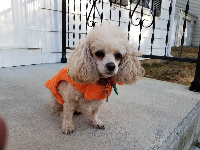 Phoebe, a Poodle (Small) and Shih Tzu mix tested with EmbarkVet.com