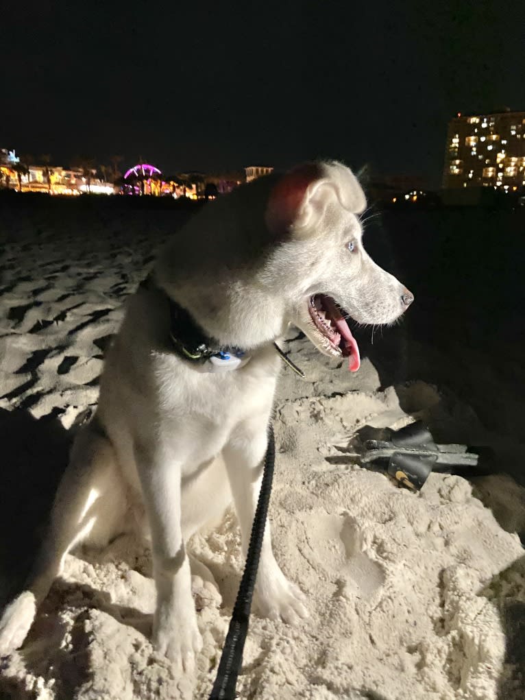 Dash, a Gerberian Shepsky (12.7% unresolved) tested with EmbarkVet.com