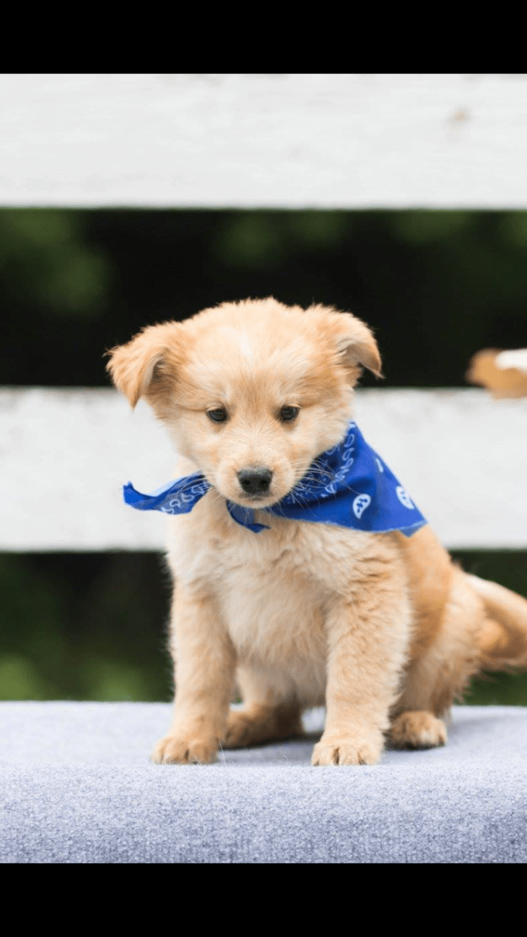 Milo, an Australian Cattle Dog and Golden Retriever mix tested with EmbarkVet.com