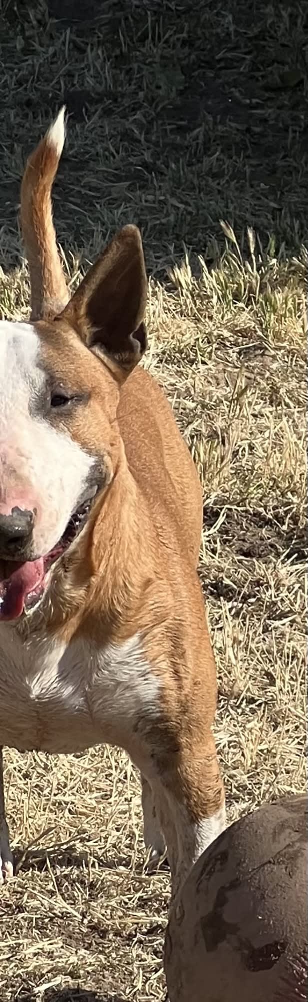 Julius Caesar, a Bull Terrier tested with EmbarkVet.com