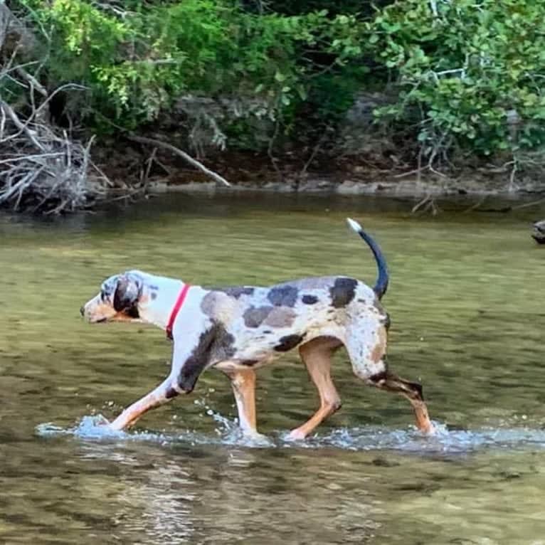 Maze, a Catahoula Leopard Dog tested with EmbarkVet.com