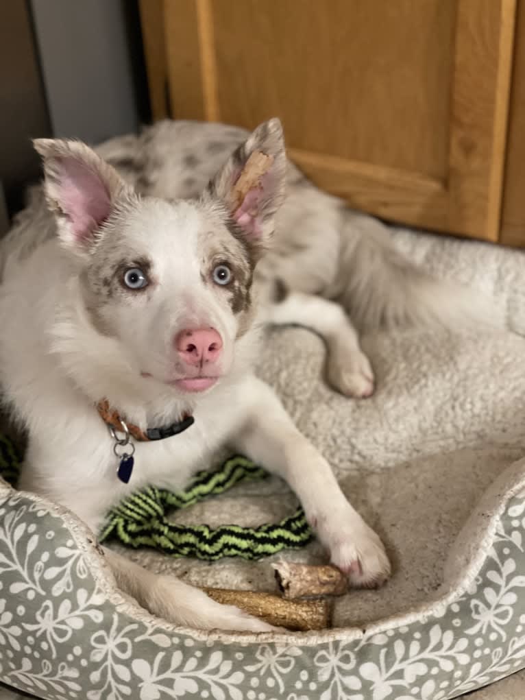 Viva, a Border Collie tested with EmbarkVet.com