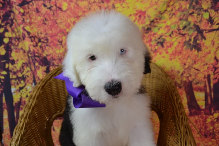 Charity, an Old English Sheepdog tested with EmbarkVet.com
