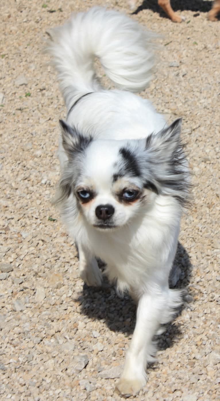 Monroe, a Chihuahua tested with EmbarkVet.com