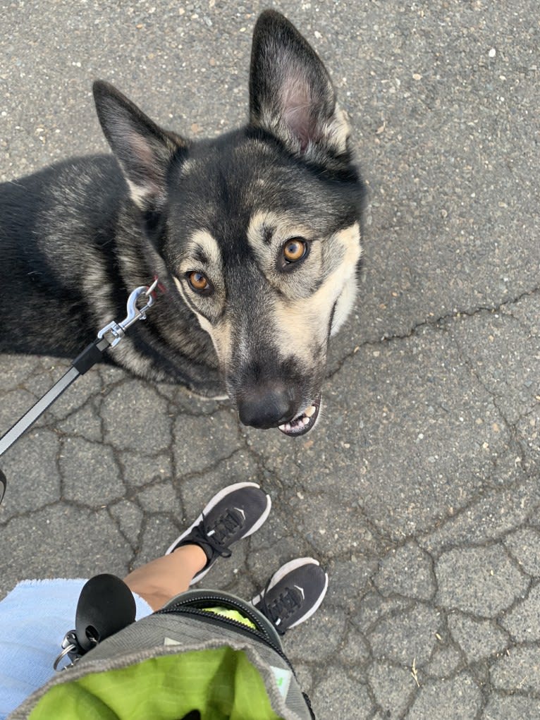 Gizmo, a Siberian Husky and German Shepherd Dog mix tested with EmbarkVet.com