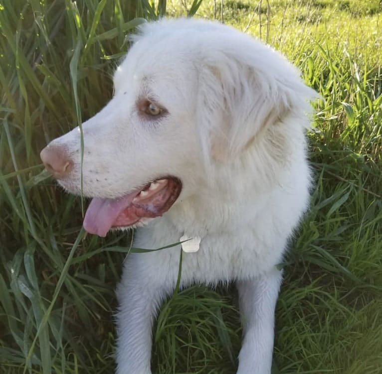 Casper, a Great Pyrenees and Anatolian Shepherd Dog mix tested with EmbarkVet.com