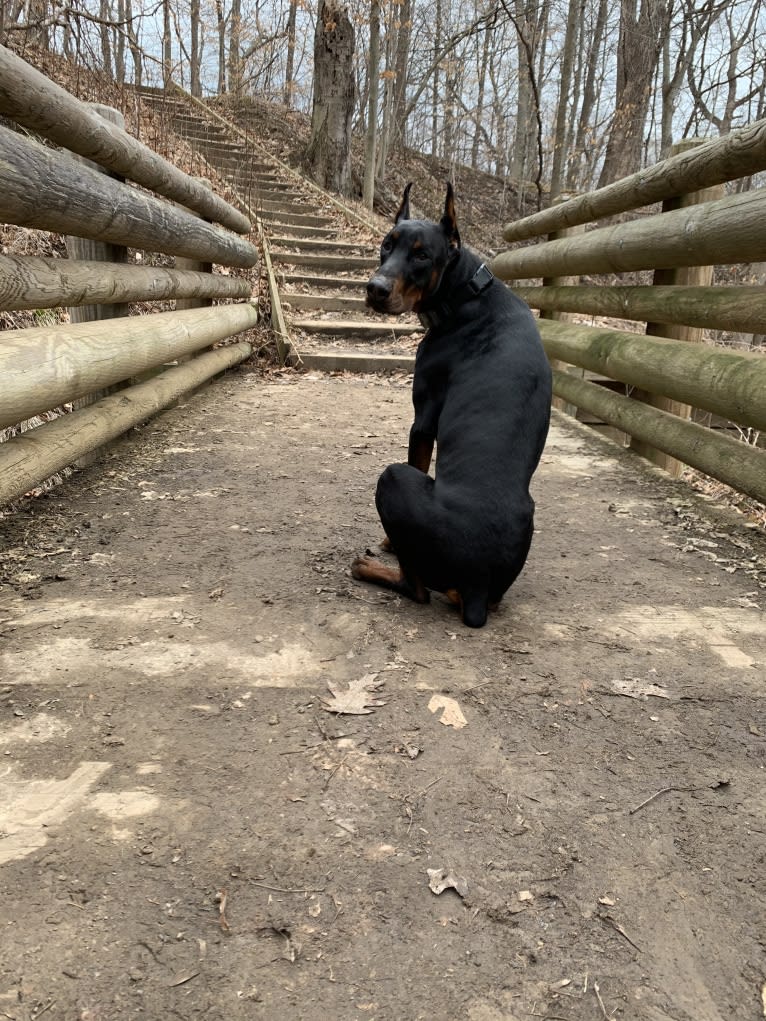 South Paw’s Nhaga, a Doberman Pinscher tested with EmbarkVet.com