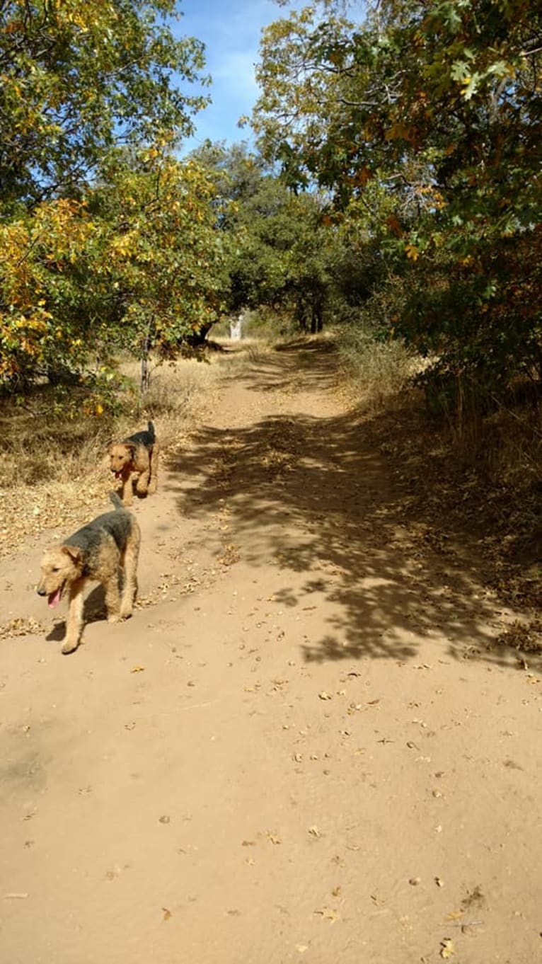 Kratos, an Airedale Terrier tested with EmbarkVet.com