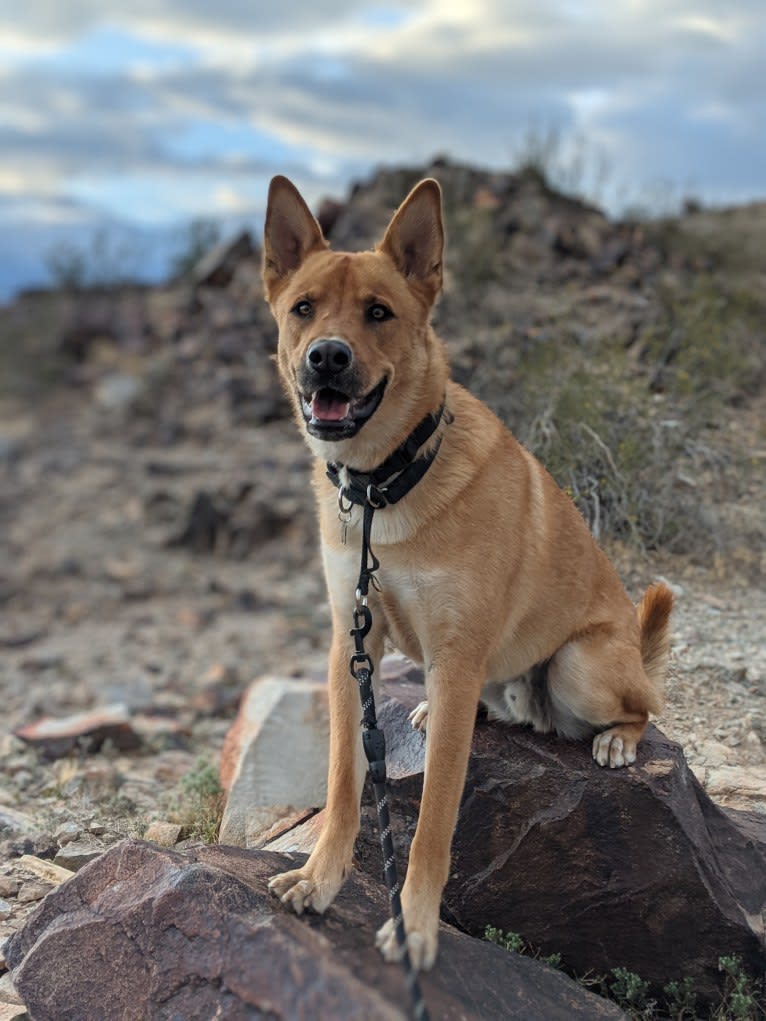 Nico, a Siberian Husky and Rottweiler mix tested with EmbarkVet.com