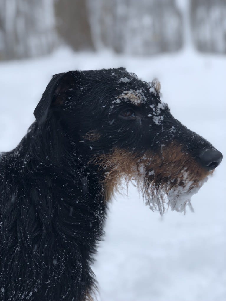 Rufus, an Irish Terrier tested with EmbarkVet.com