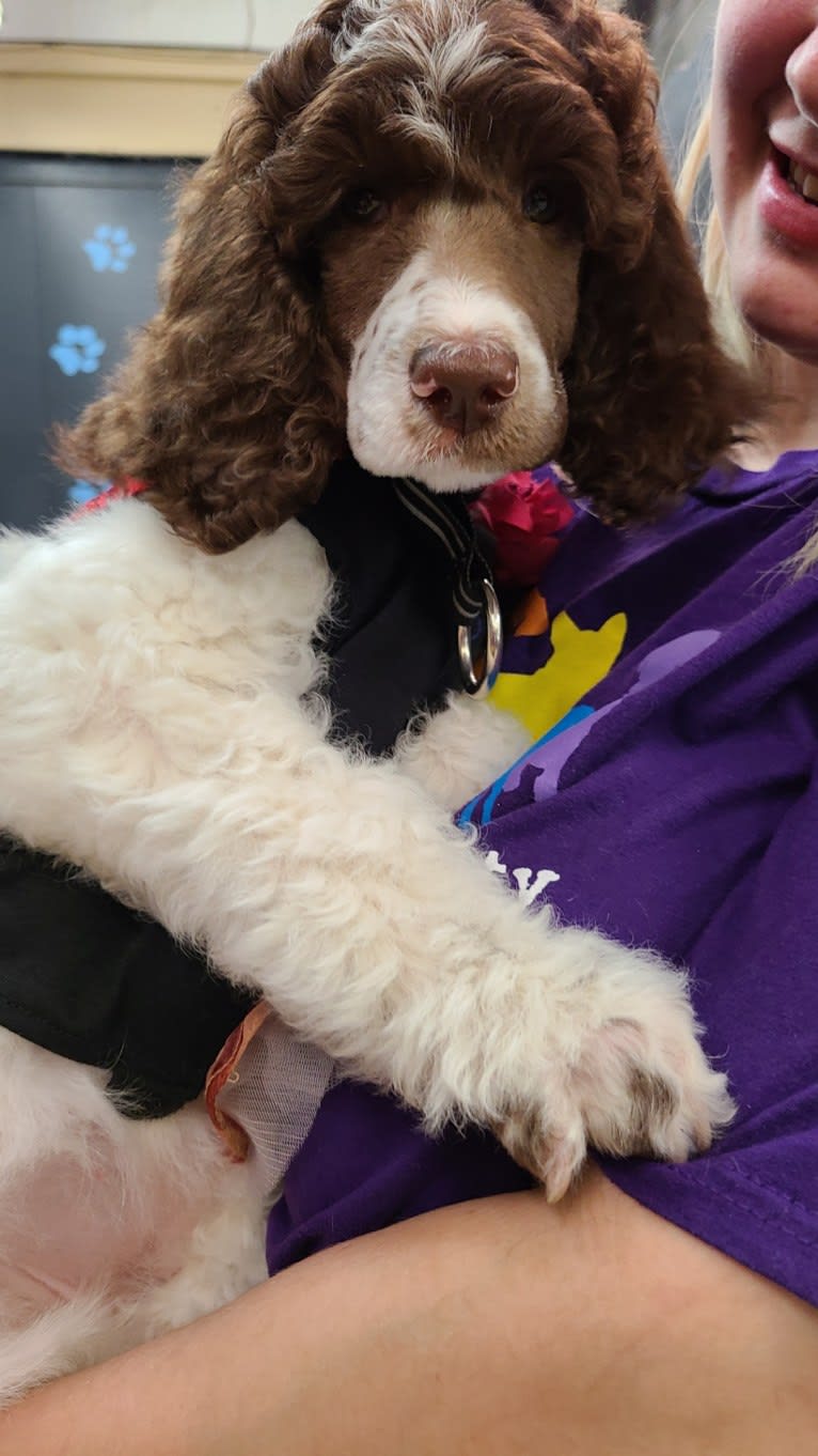 Beretta Briar, a Poodle (Standard) tested with EmbarkVet.com