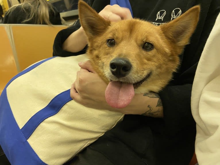Rufio, a Japanese or Korean Village Dog tested with EmbarkVet.com