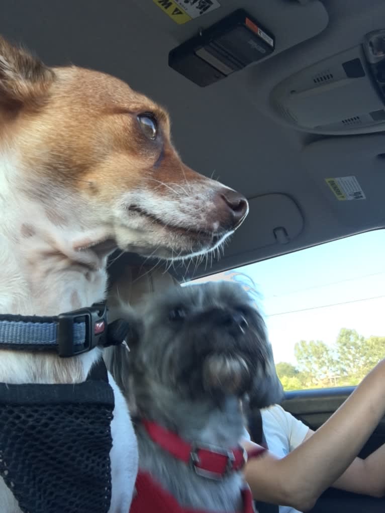 Happy, a Chihuahua and Poodle (Small) mix tested with EmbarkVet.com