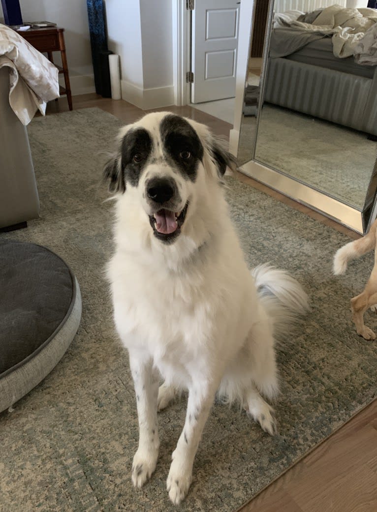 Zorro, a Great Pyrenees tested with EmbarkVet.com