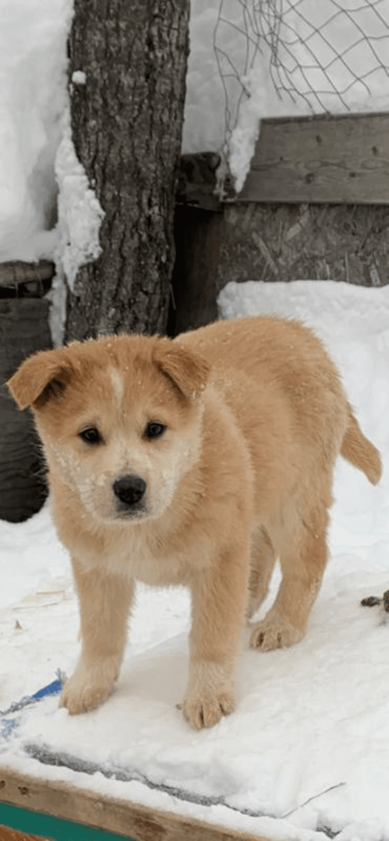 Frank, an Australian Cattle Dog and German Shepherd Dog mix tested with EmbarkVet.com