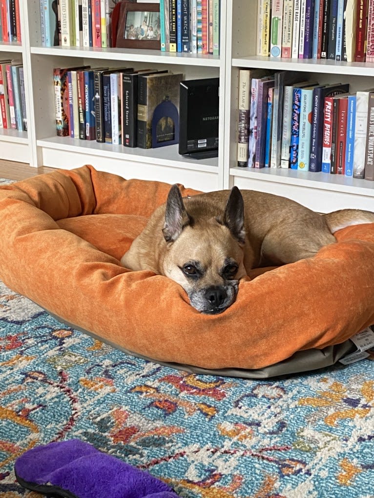 Murray, a Pug and Pembroke Welsh Corgi mix tested with EmbarkVet.com