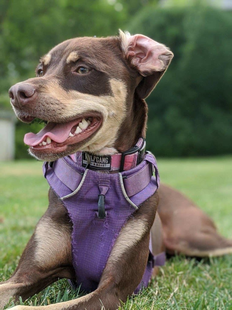 Olive, an American Pit Bull Terrier and Chihuahua mix tested with EmbarkVet.com