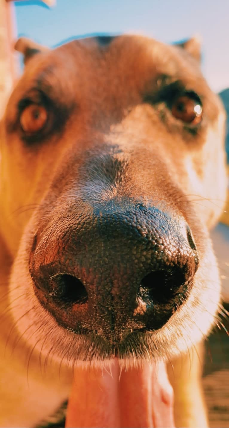 Tiko, a German Shepherd Dog and Perro de Presa Canario mix tested with EmbarkVet.com