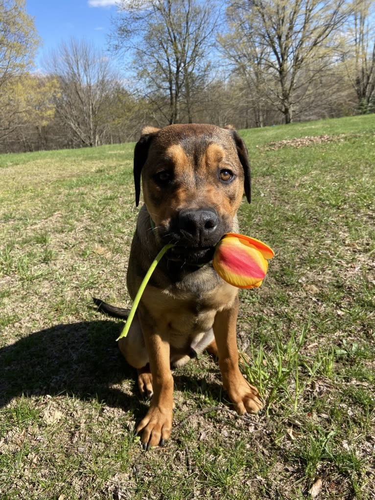 Lenny, a Rottweiler and American Pit Bull Terrier mix tested with EmbarkVet.com