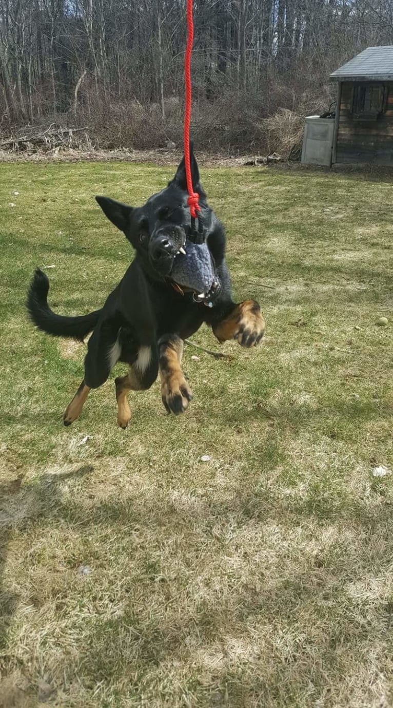 Kraken von Hena-C (Talon), a German Shepherd Dog tested with EmbarkVet.com