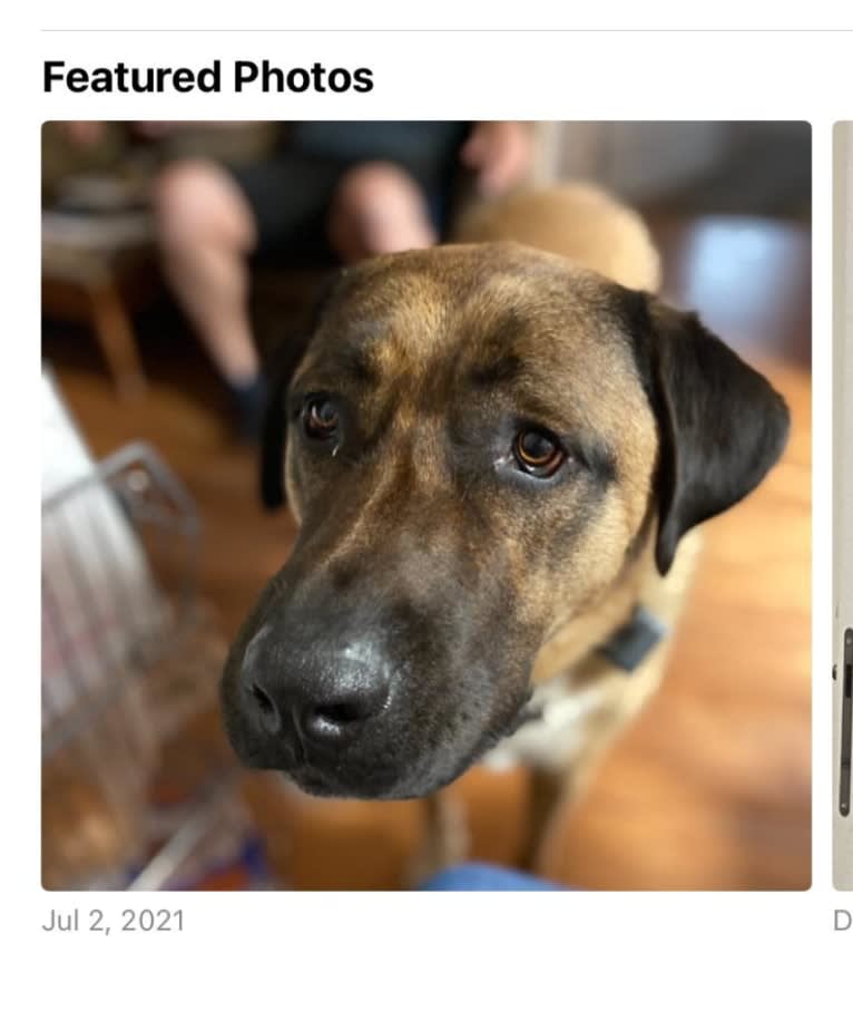 Fisher, an Anatolian Shepherd Dog tested with EmbarkVet.com